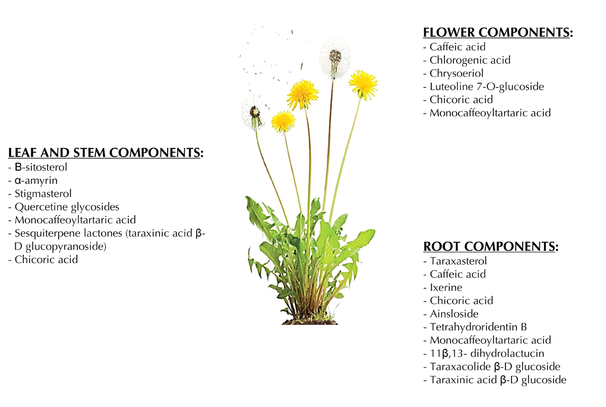 The Physiological Effects of Dandelion (<i>Taraxacum Officinale</i>) in  Type 2 Diabetes
