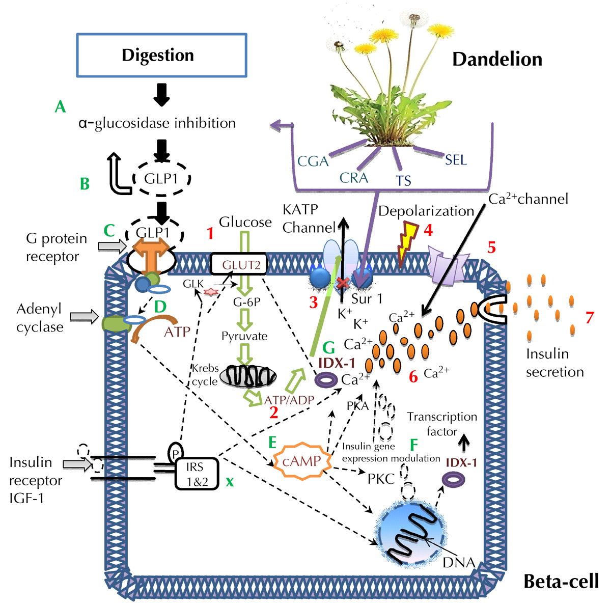 The Physiological Effects of Dandelion (<i>Taraxacum